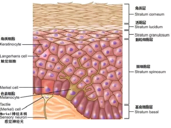 孚美达乳膏是如何淡化皮肤色素的？